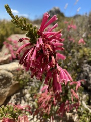 Erica discolor