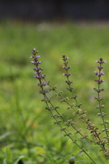 Salvia plebeia