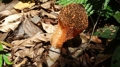 Phallus cinnabarinus