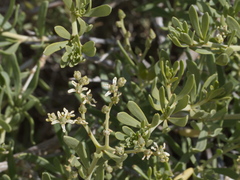 Nitraria billardierei
