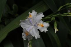 Iris japonica