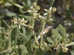Nitraria billardierei