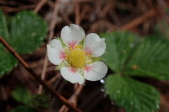 Fragaria hayatae