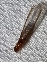 Kalotermitidae