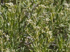 Nitraria billardierei
