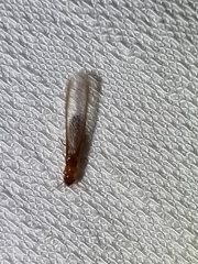 Kalotermitidae