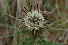 Cirsium arisanense