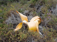 Brunsvigia orientalis