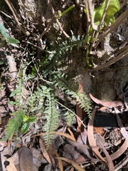 Asplenium macraei