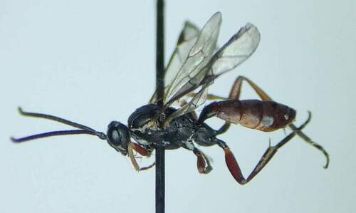 Sphecophaga vesparum