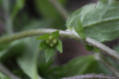Bothriospermum zeylanicum