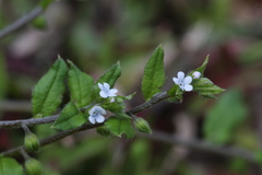 Bothriospermum zeylanicum