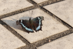 Kaniska canace