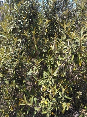 Tarchonanthus littoralis