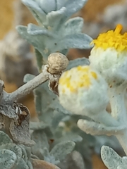 Achillea maritima