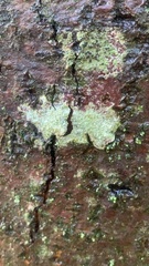 Lecanora