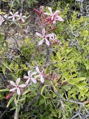 Pachypodium succulentum