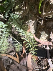 Asplenium macraei