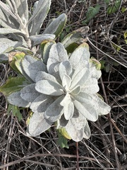 Hazardia detonsa
