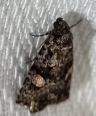 Condica macrosema