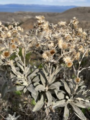 Hazardia detonsa