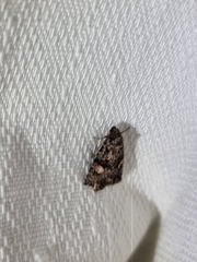 Condica macrosema
