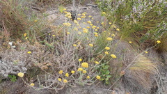 Helichrysum cymosum