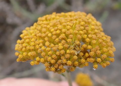 Helichrysum cymosum