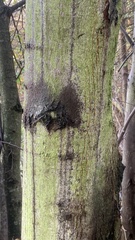 Candelariella efflorescens