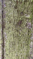 Candelariella efflorescens