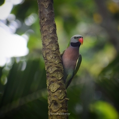 Psittacula alexandri