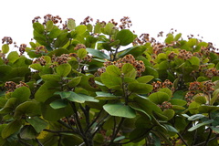 Dombeya