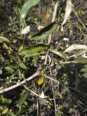 Tarchonanthus littoralis