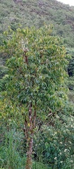 Meliaceae