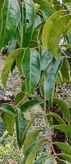 Meliaceae