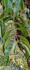 Meliaceae