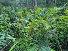 Blechnum camfieldii