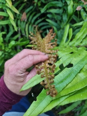 Blechnum camfieldii