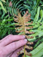 Blechnum camfieldii