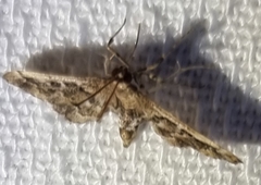 Nacoleia rhoeoalis