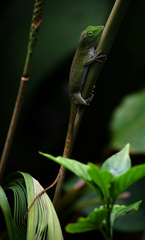 Anolis biporcatus