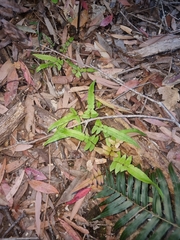 Blechnum camfieldii