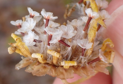 Image of Ursinia scariosa by (c) Nicola van Berkel, some rights reserved (CC BY-SA)
