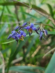 Dianella caerulea assera