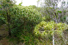 Pandanus montanus