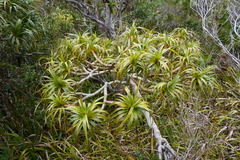 Pandanus montanus