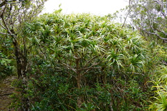 Pandanus montanus