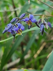 Dianella caerulea assera