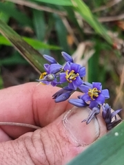 Dianella caerulea assera