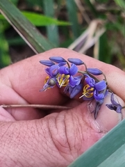 Dianella caerulea assera